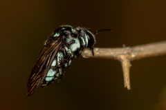 Thyreus caeruleopunctatus