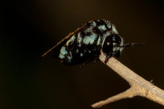 Thyreus caeruleopunctatus