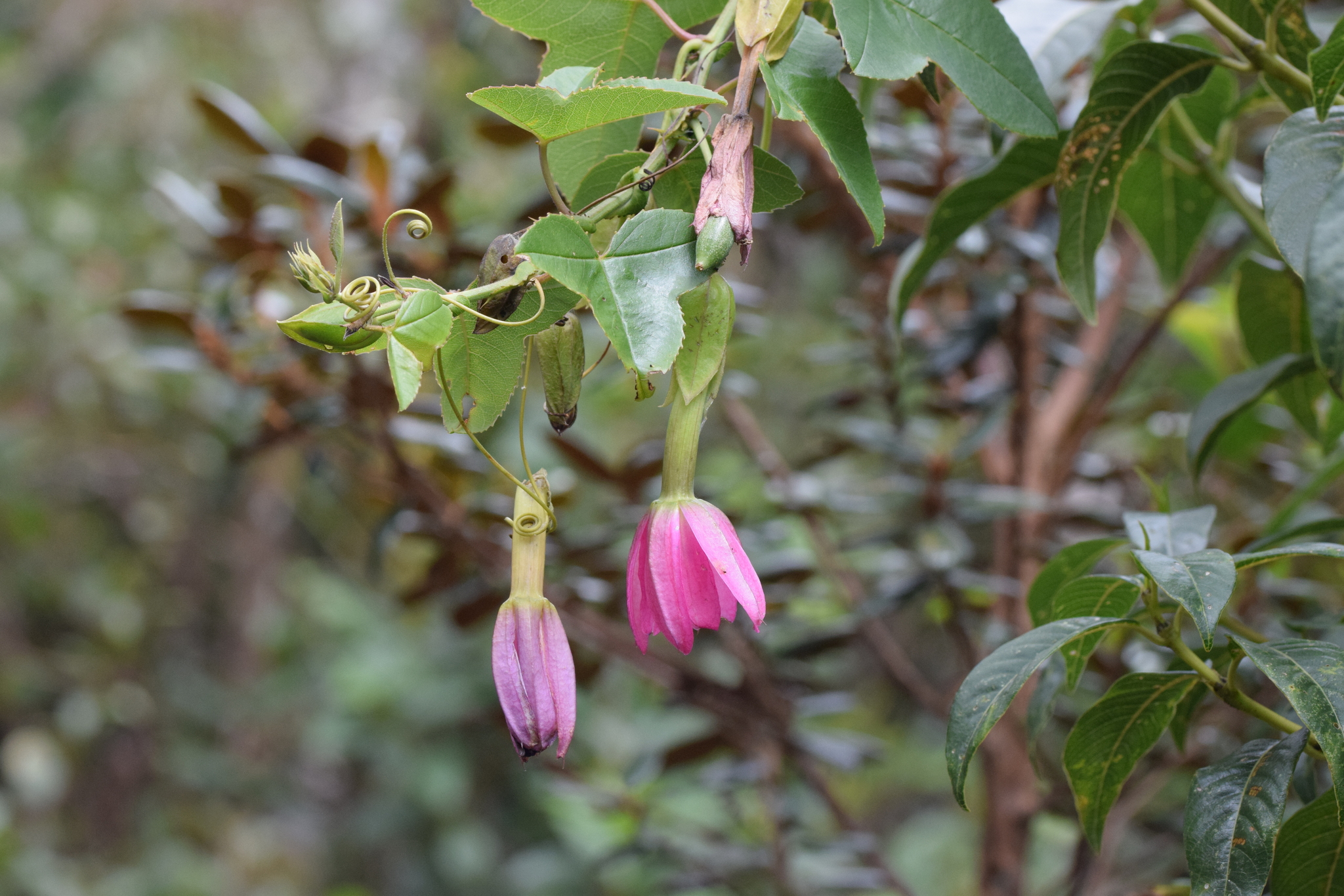 Passiflora glaberrima image