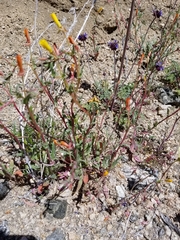 Camissoniopsis pallida