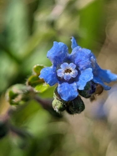 Cynoglossum amabile