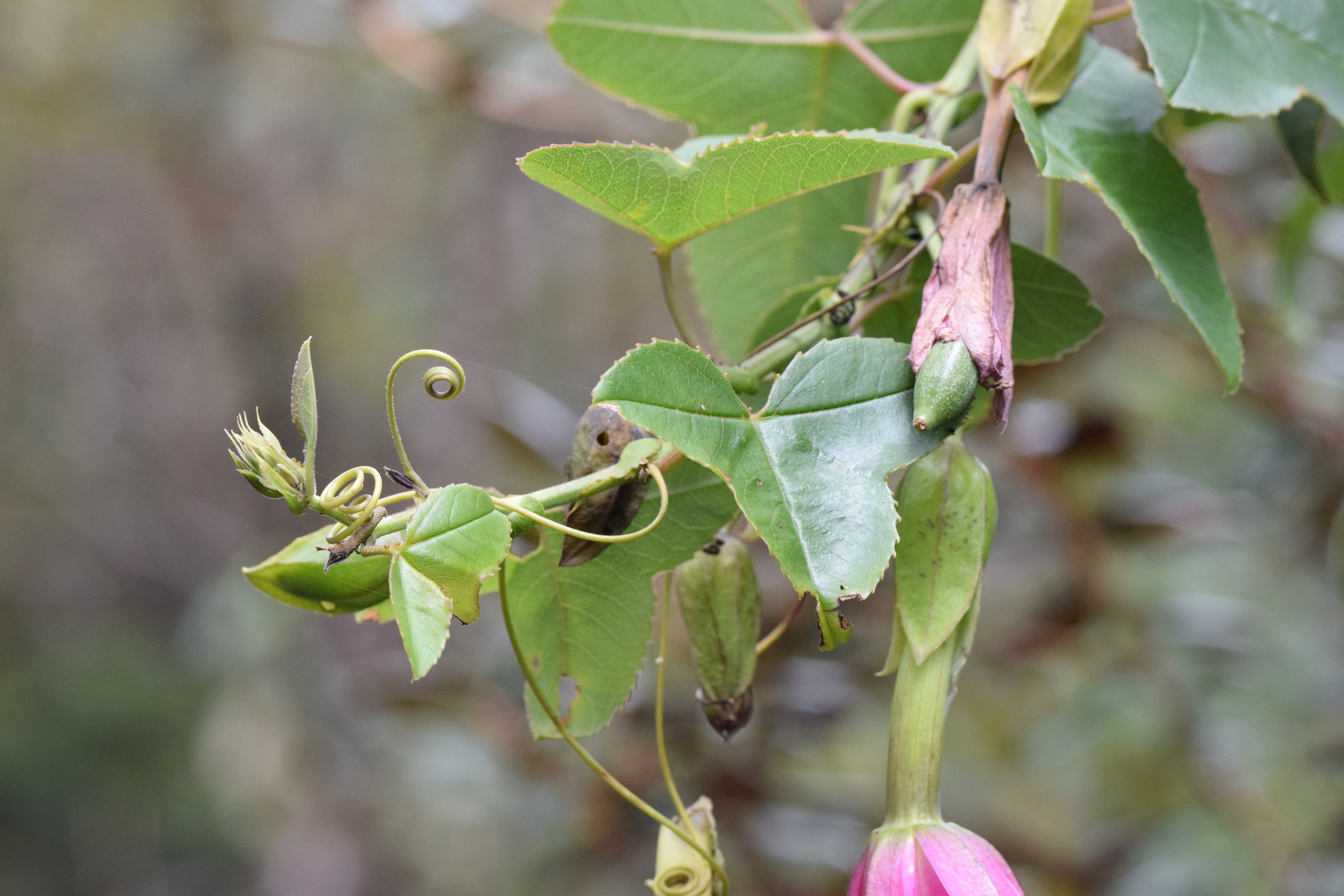 Passiflora image