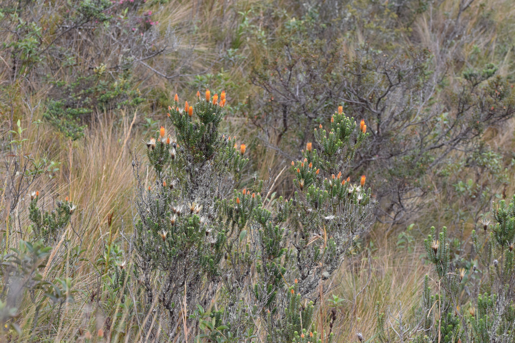 Chuquiraga image