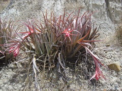 Tillandsia sphaerocephala