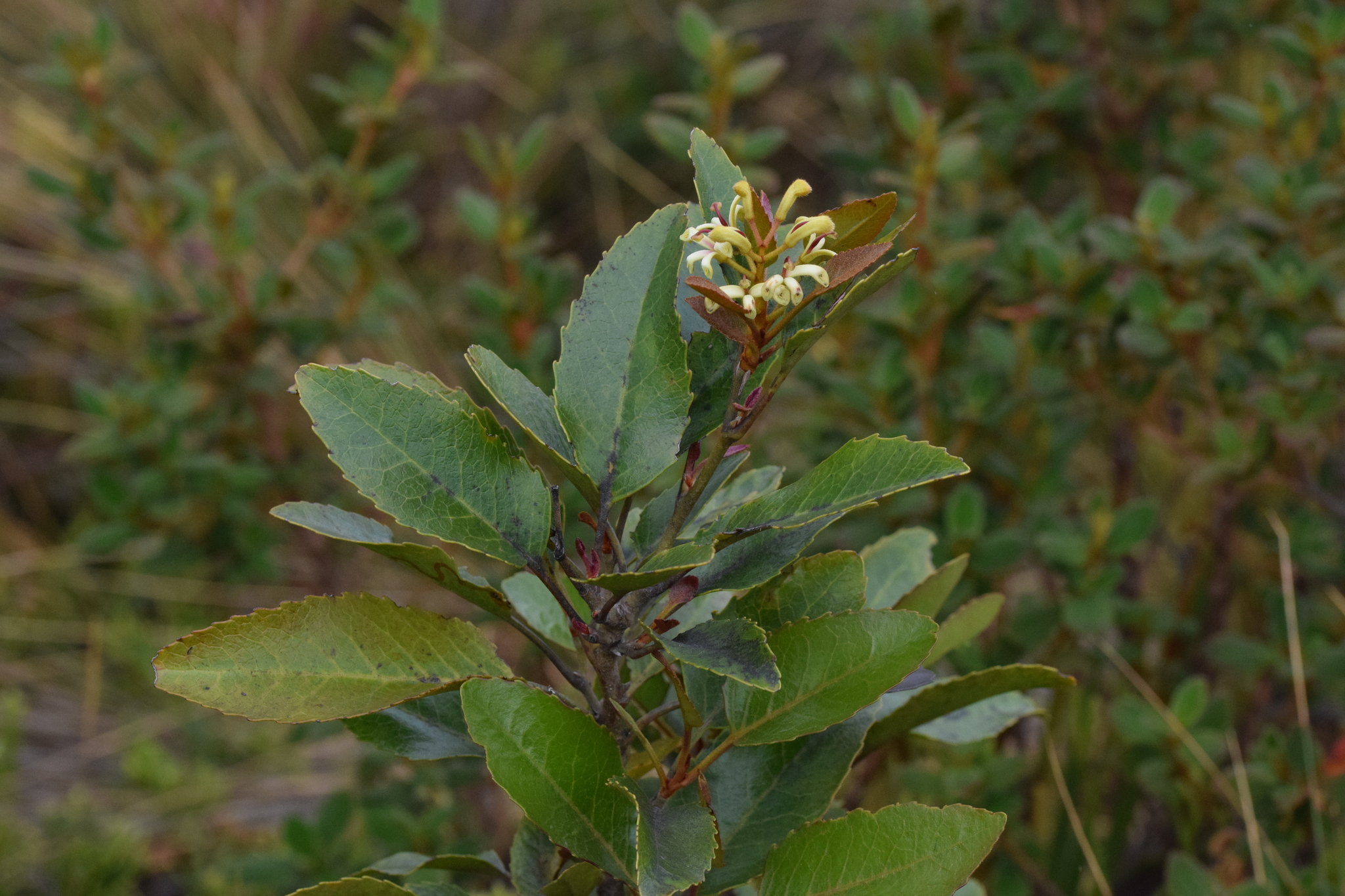 Lomatia hirsuta image