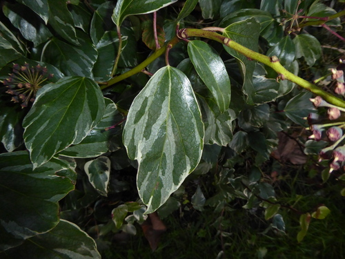 Image of Hedera algeriensis by (c) jamie-aa, some rights reserved (CC BY)