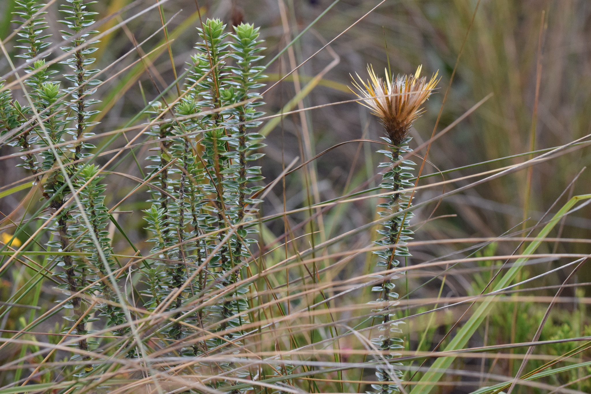 Chuquiraga jussieui image
