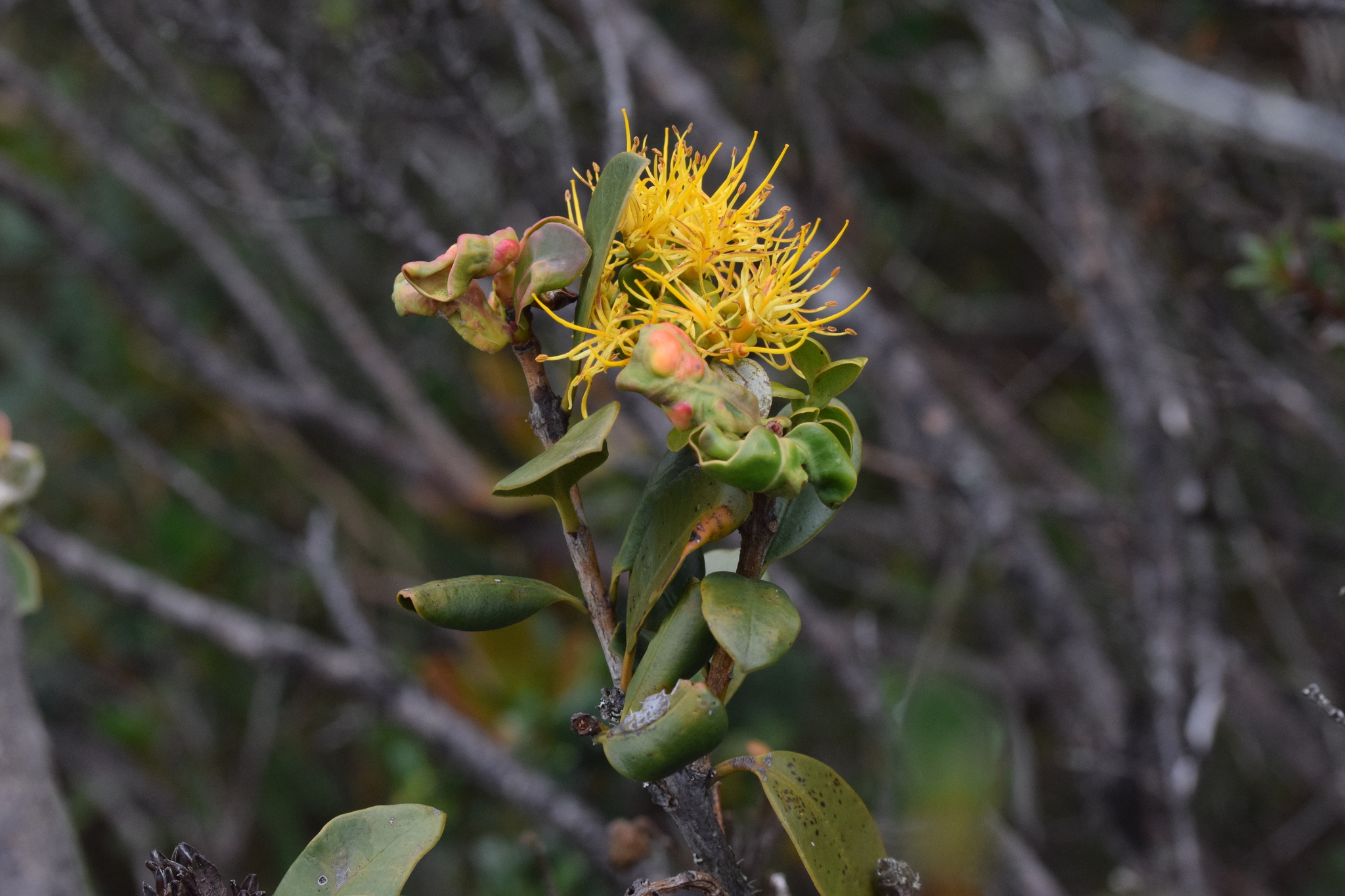 Gaiadendron punctatum image