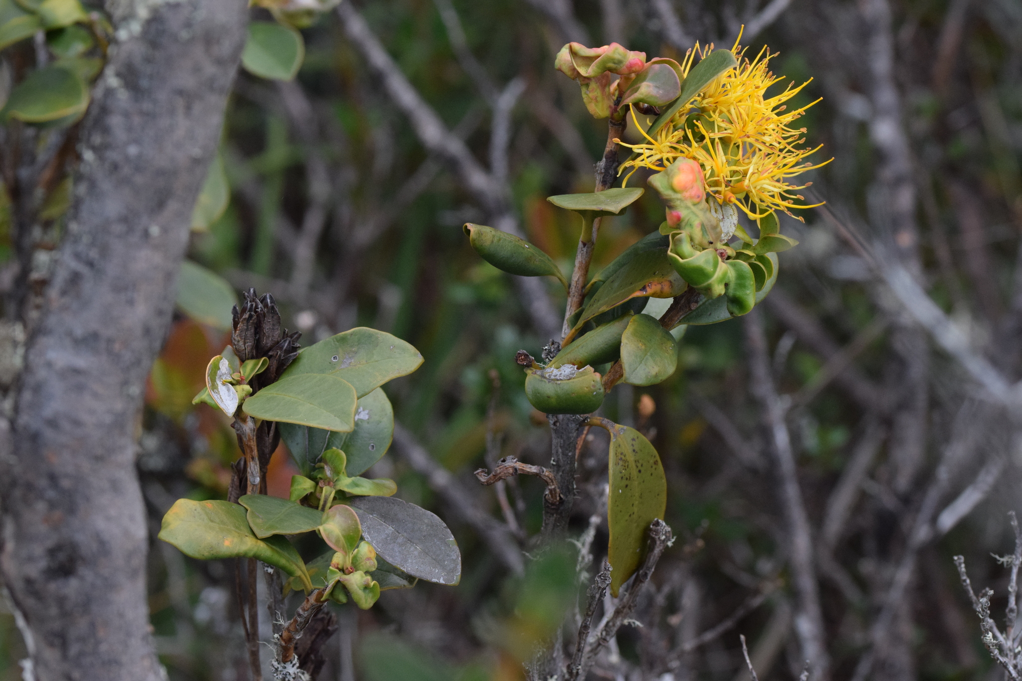 Gaiadendron punctatum image