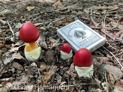 Amanita caesareoides