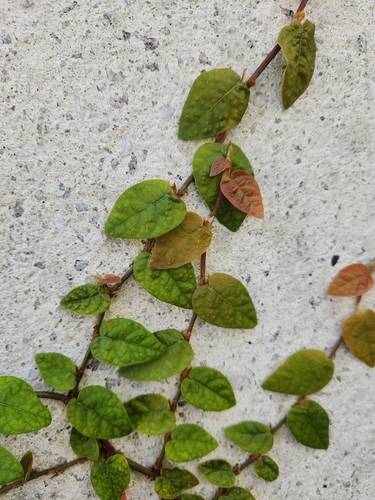 Ficus pumila
