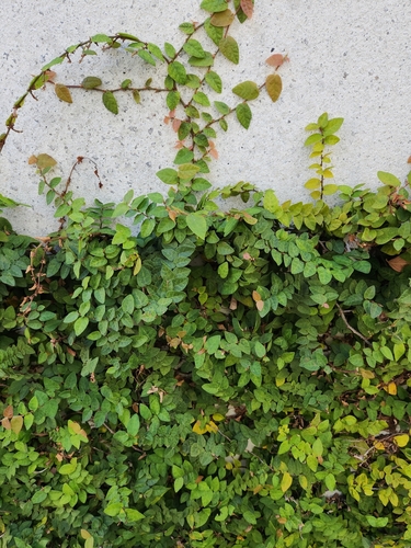 Ficus pumila