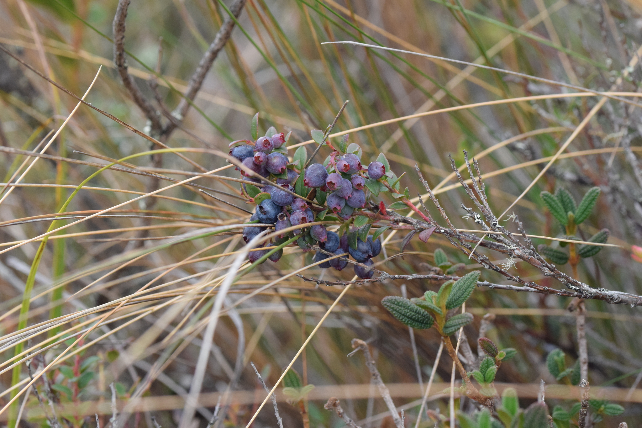 Vaccinium image