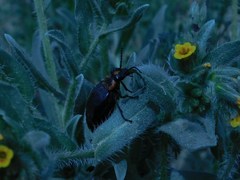 Lytta sublaevis