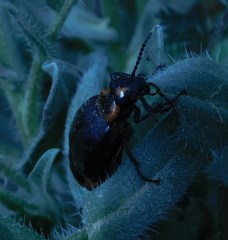 Lytta sublaevis