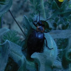 Lytta sublaevis