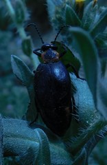 Lytta sublaevis