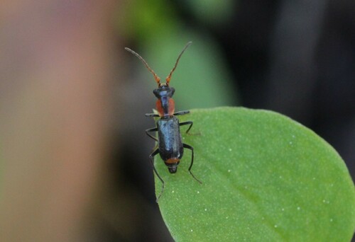Cyrtosus cyanipennis