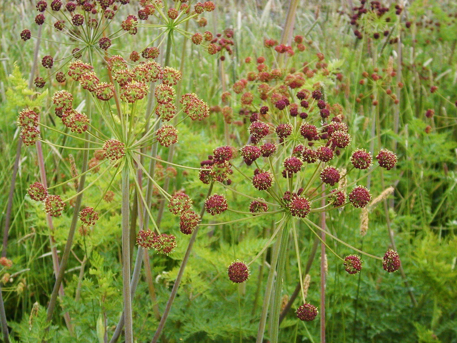 Lomatium dissectum
