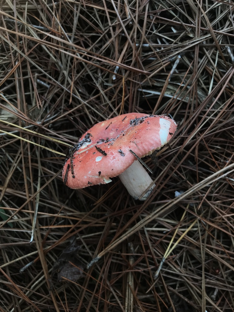 Russula sp. 'MI06'