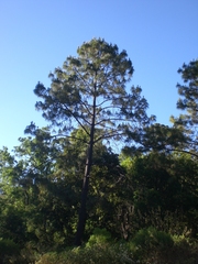 Pinus douglasiana