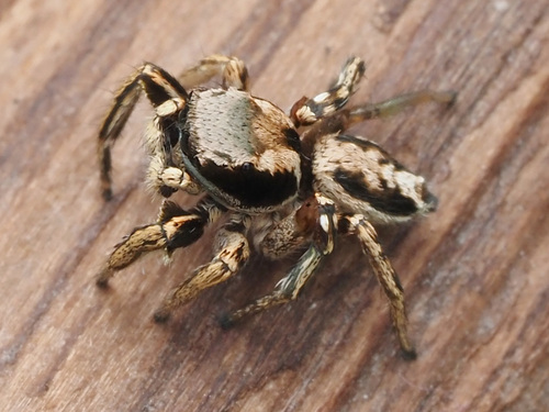 Habronattus mexicanus
