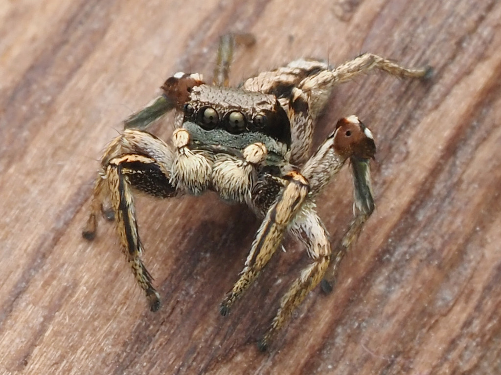 jumping spiders