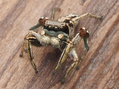 Habronattus mexicanus