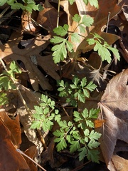 Wild Chervil (Chaerophyllum procumbens)