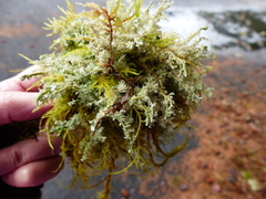 Sphaerophorus globosus