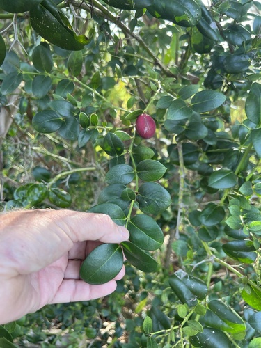 Natal-plum