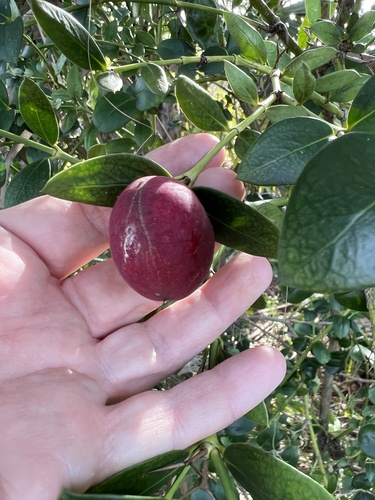 Foto de Natal-plum