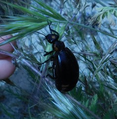 Lytta sublaevis