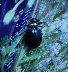 Lytta sublaevis