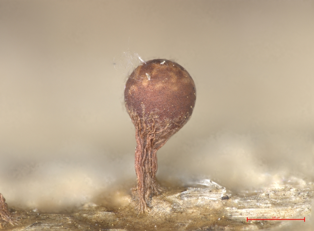 Trichia gradalia