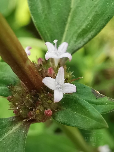 slender false buttonweed (Spermacoce tenuior)