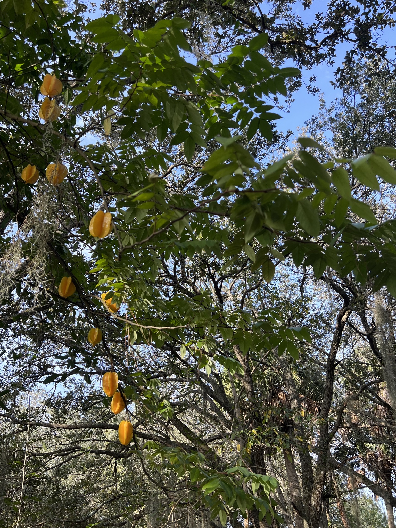 Imagem de Carambola