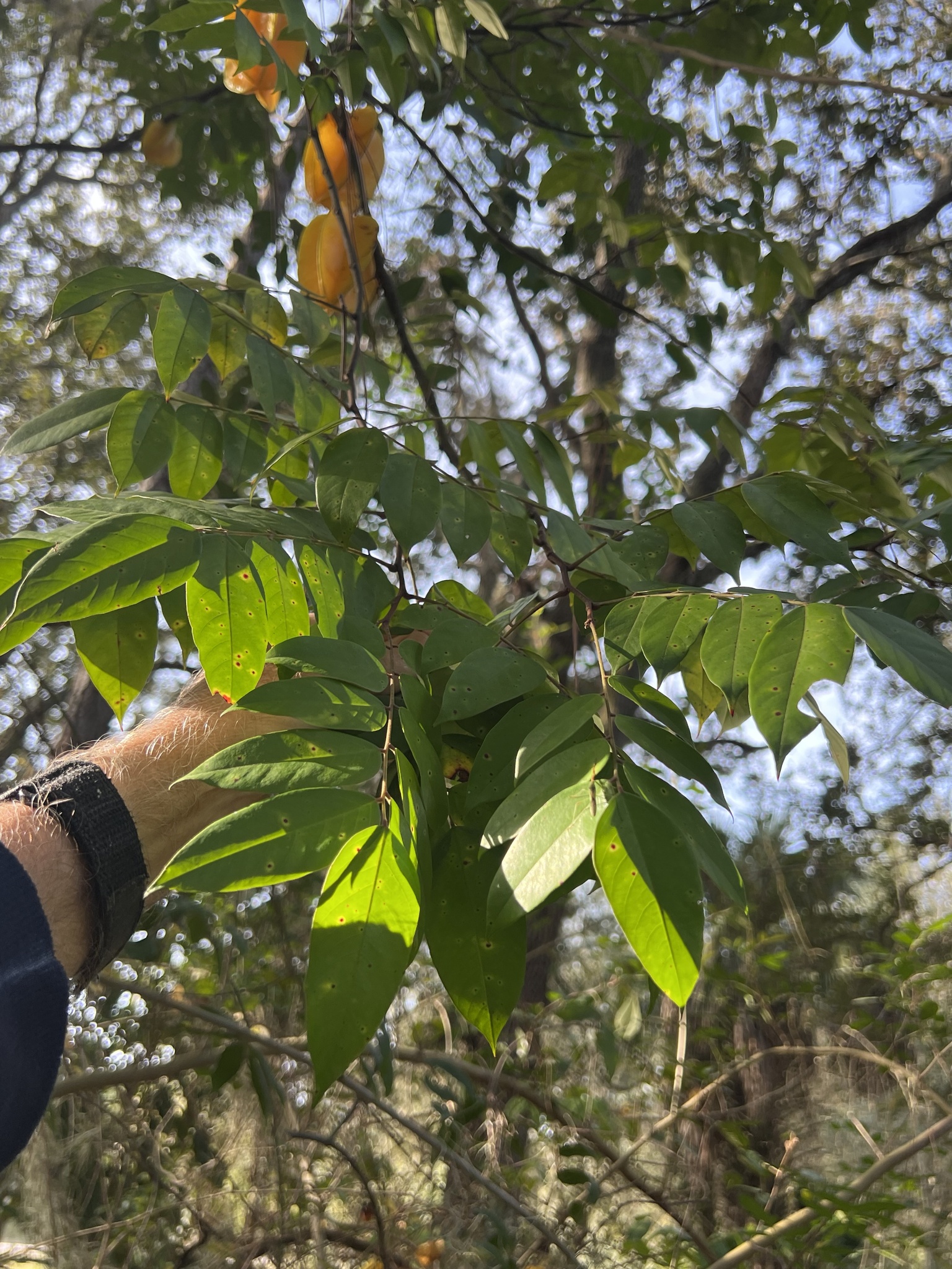 Imagem de Carambola