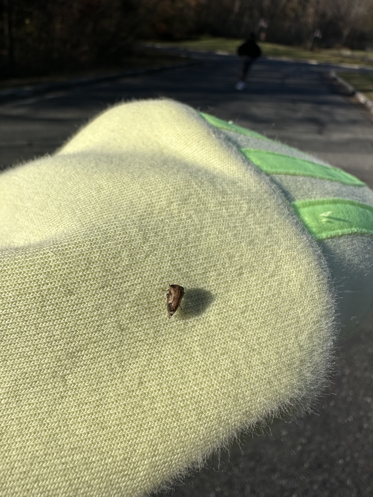 True Bugs, Hoppers, Aphids, and allies from Riva Area Park