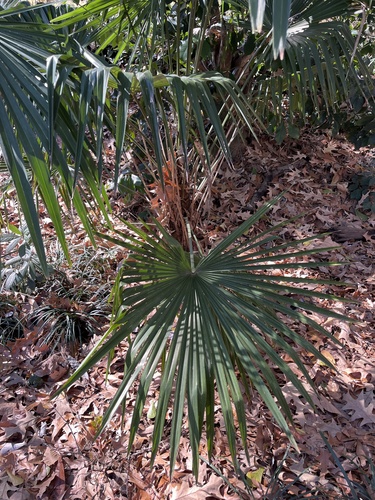Foto de Palmeira-de-leque