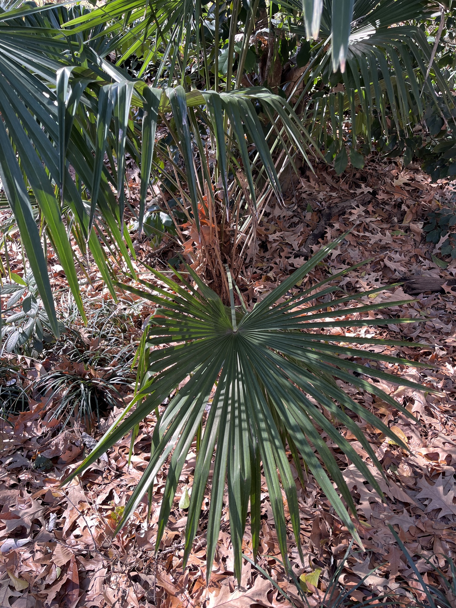 Imagem de Palmeira-de-leque