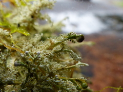 Sphaerophorus globosus