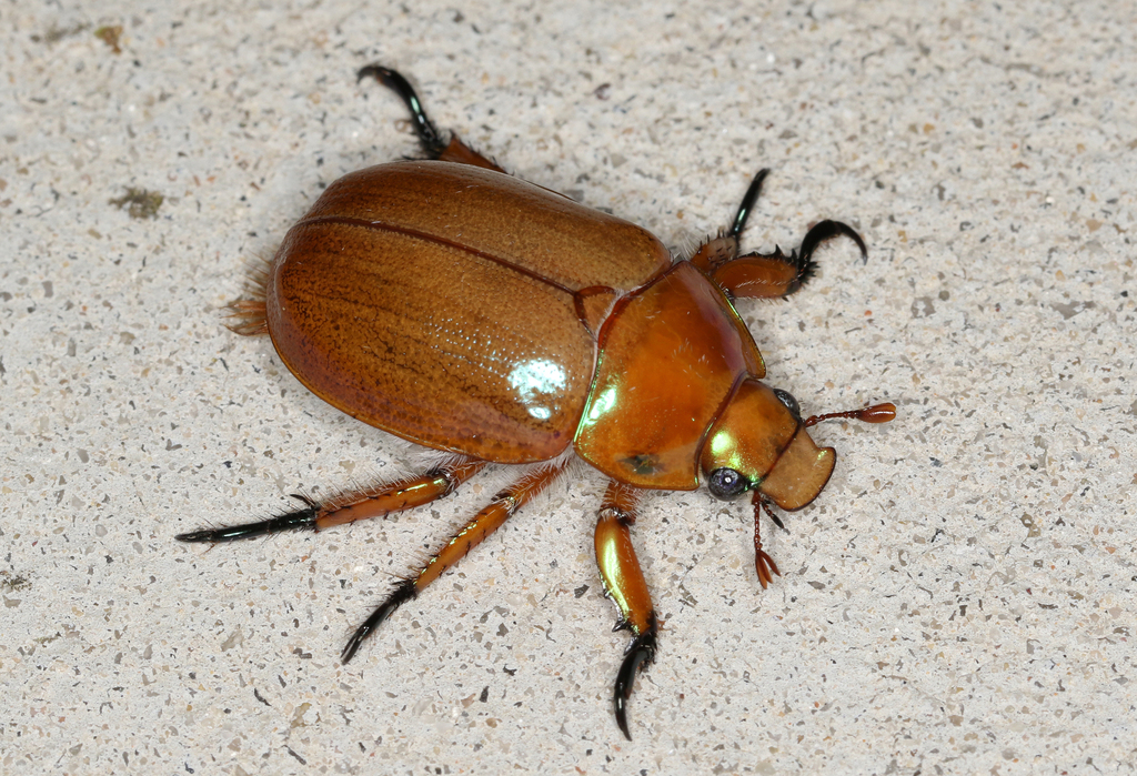 Anoplognathus viriditarsis from 674 Jumbuk Rd, Jeeralang Junction VIC ...