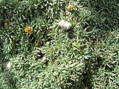 Senecio humillimus
