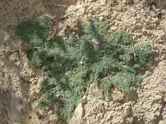 Senecio humillimus
