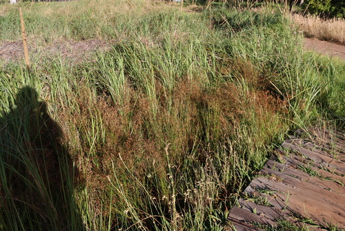 Image of Juncus capensis by (c) Tony Rebelo, some rights reserved (CC BY-SA)