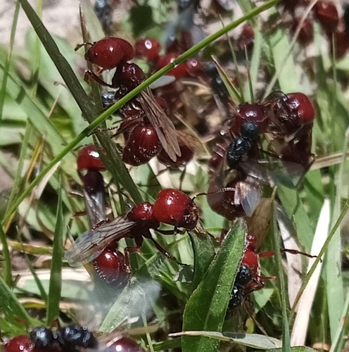 巨首蚁Pogonomyrmex coarctatus