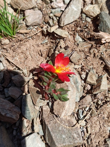 Portulaca fulgens (Portulaca fulgens)