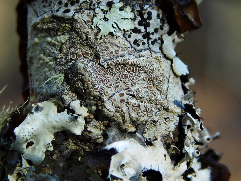 Lecanora imshaugii
