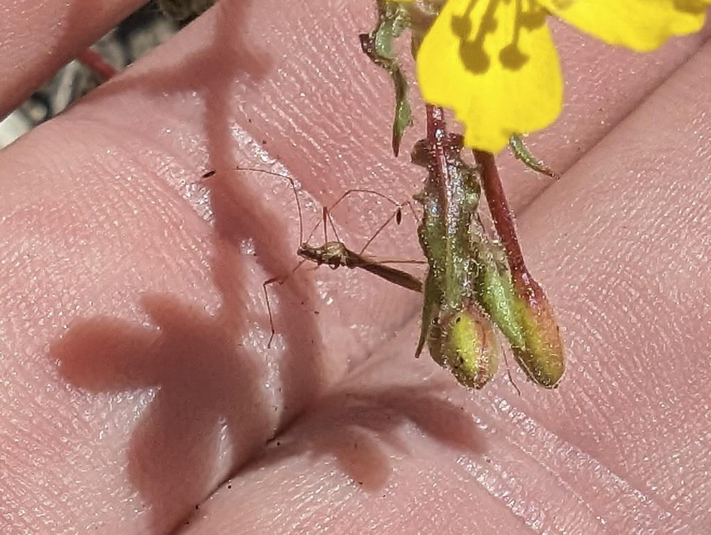 stilt-bugs-from-san-bernardino-national-forest-riverside-california